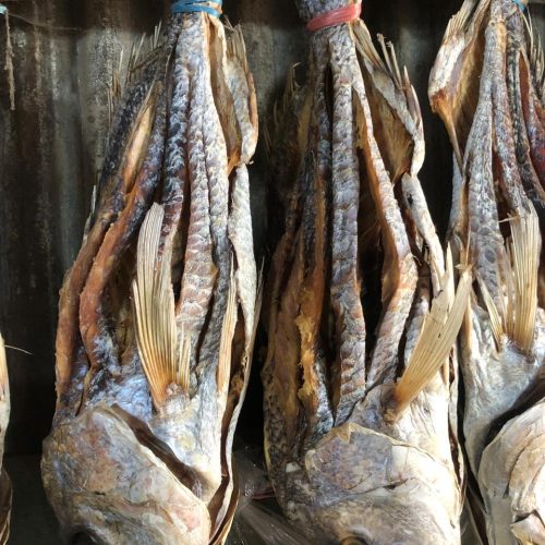 কোরাল শুঁটকি